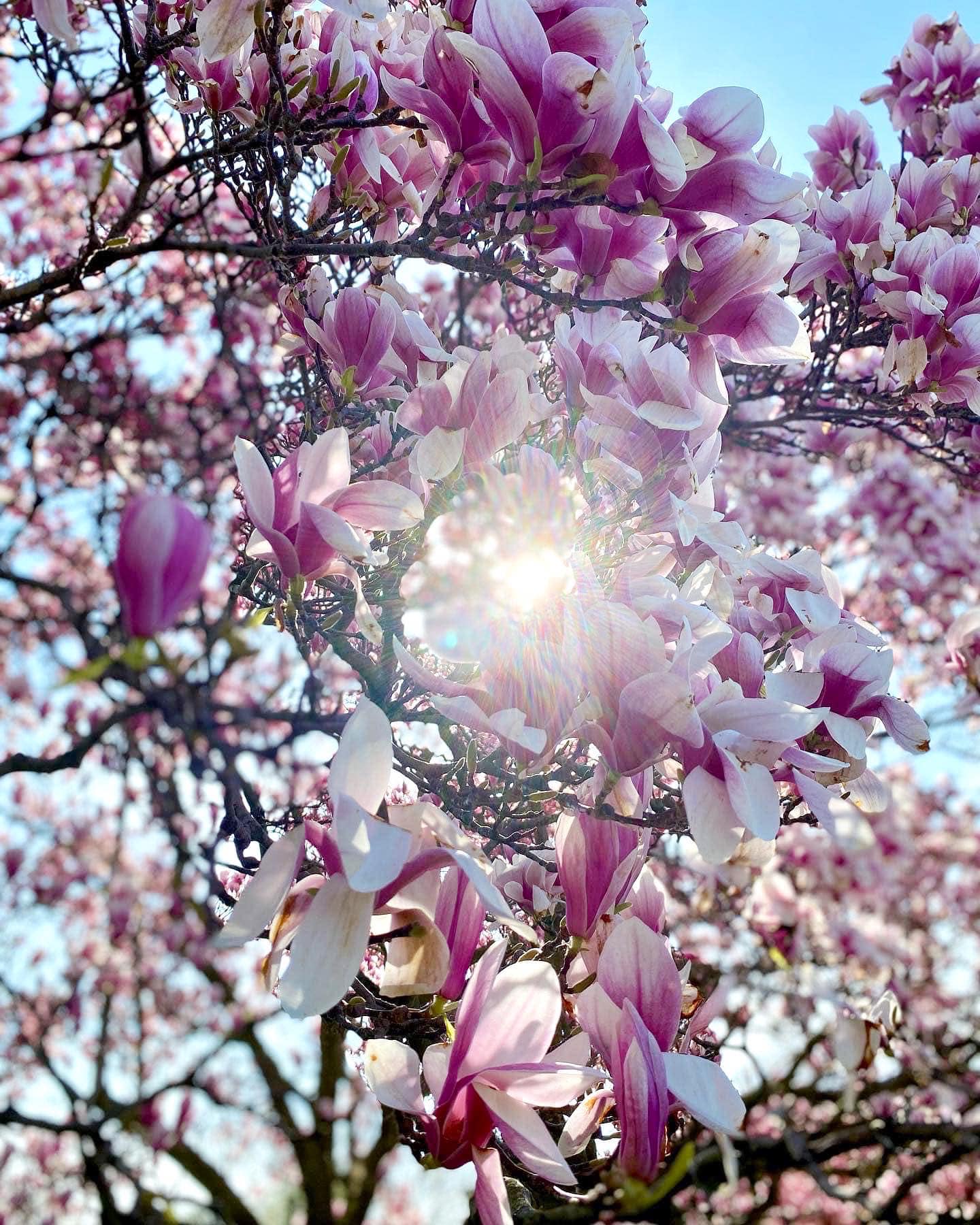 Unveiling the Stories of Niagara's Past: Navigating the Niagara Falls Gazette Obits