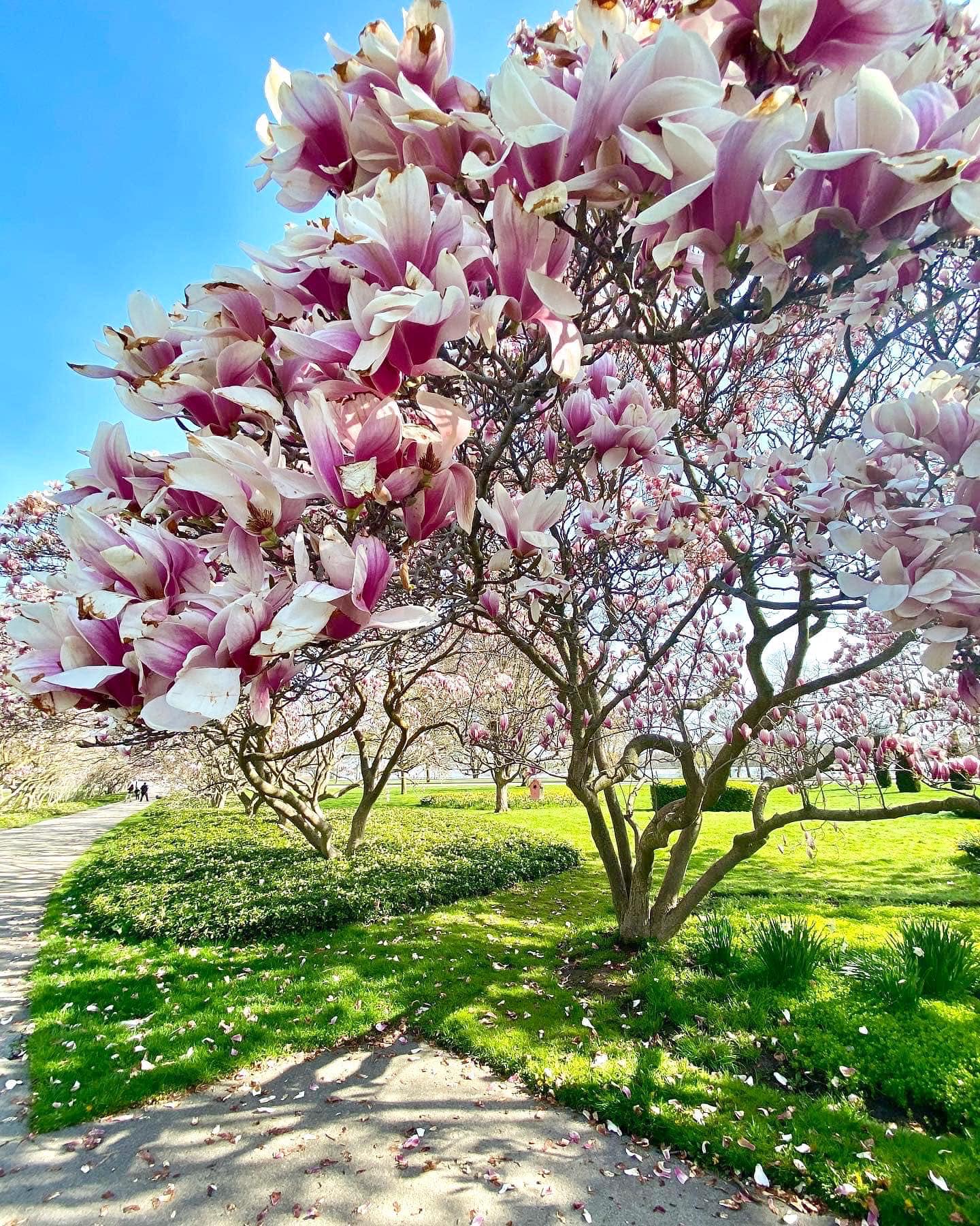 Discover Spring Magic at Magnolia Alley in Niagara Falls
