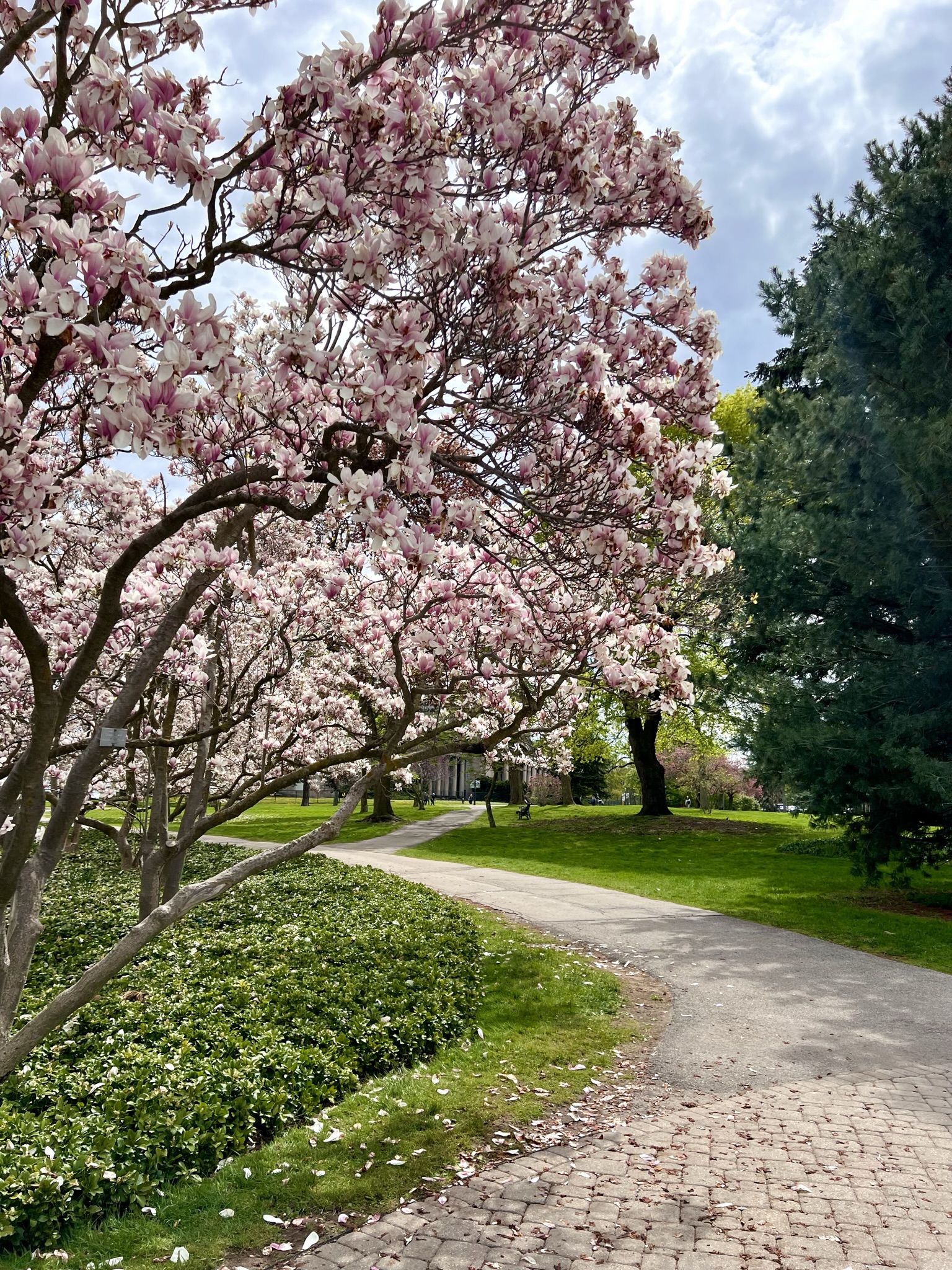 Discover Spring Magic at Magnolia Alley in Niagara Falls