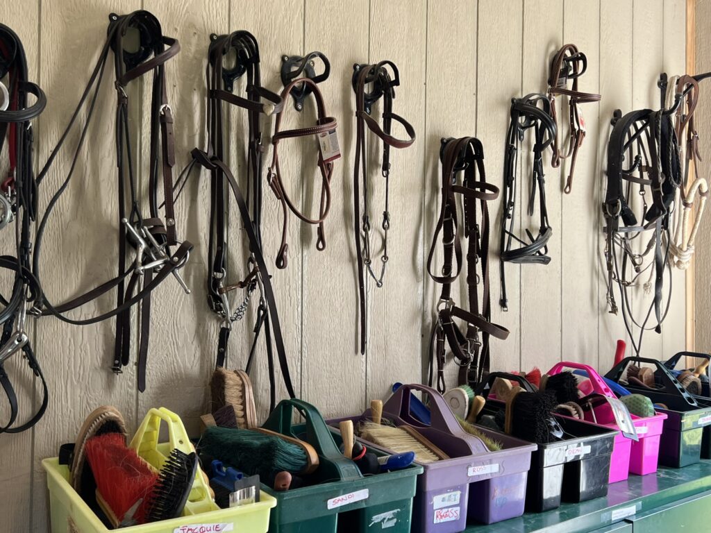 icanter horse groom program