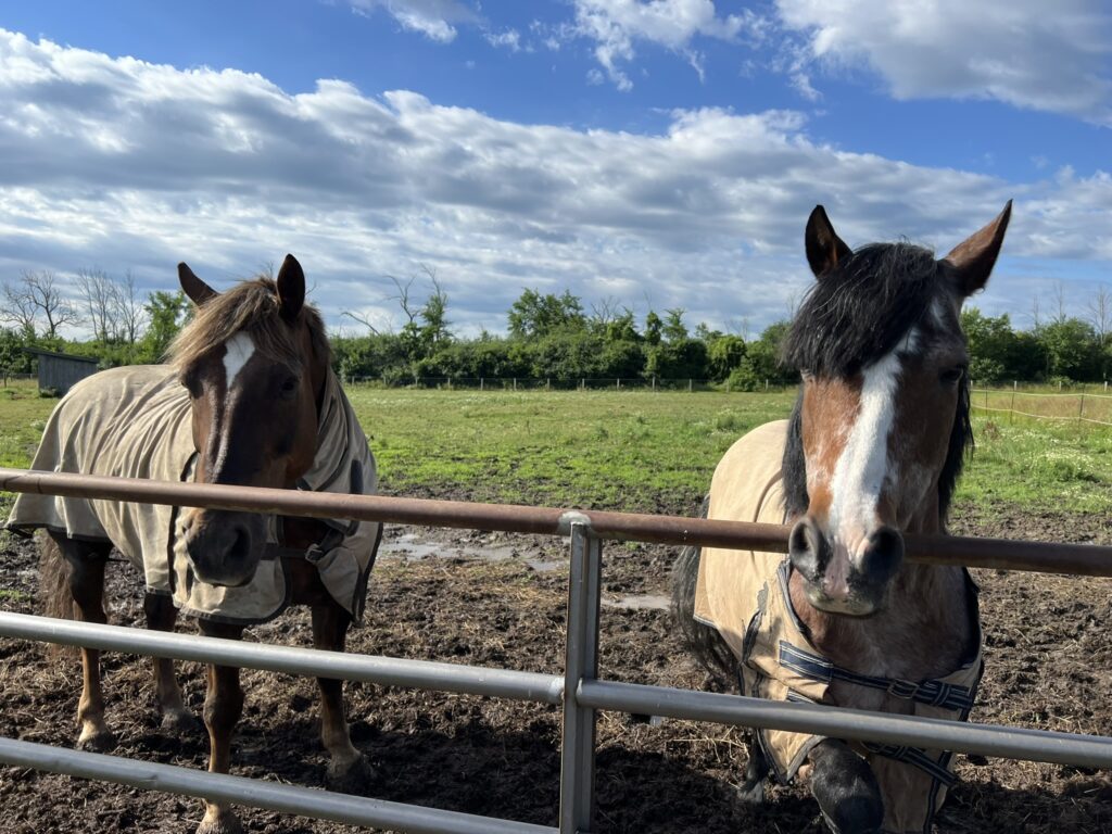 icanter horses