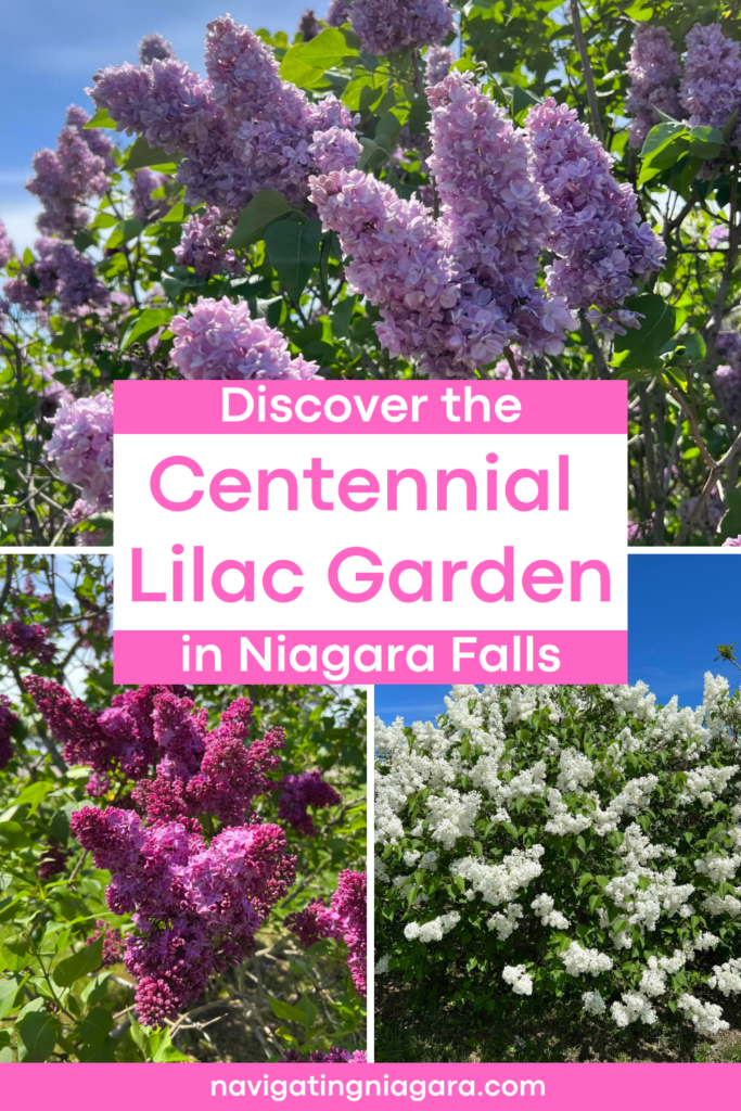 Centennial Lilac Garden
