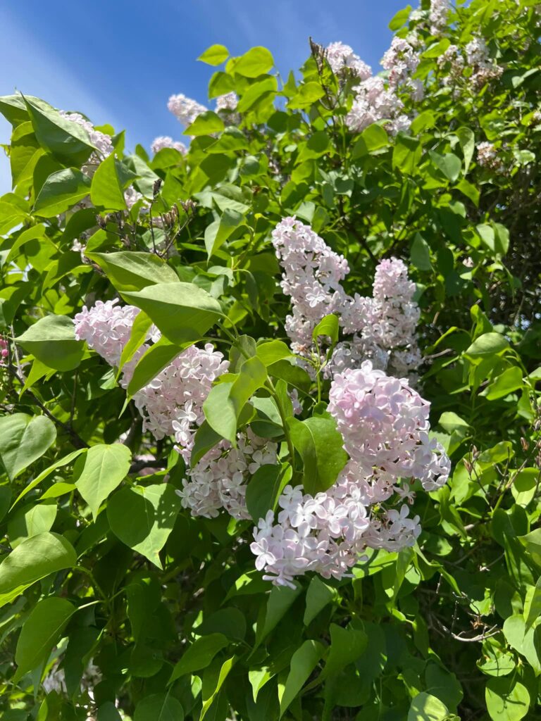 A close-up of a white and pink lilac variety, its pristine petals contrasting beautifully against the surrounding foliage.